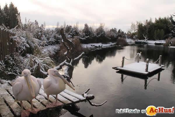 PELICANOS DE FAUNIA EN LA NIEVE